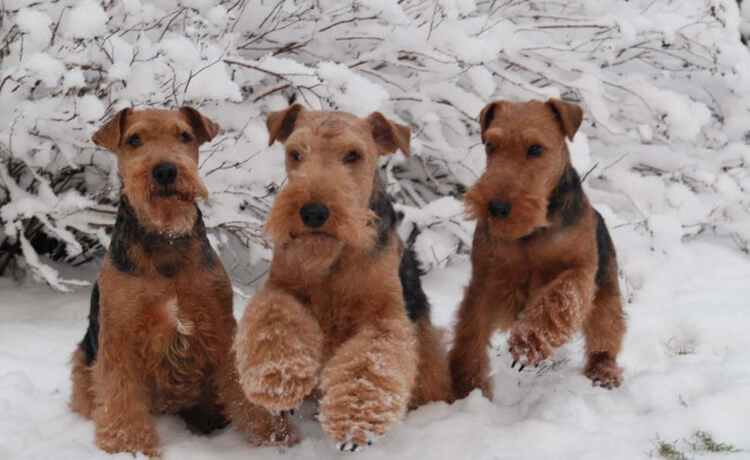 Welsh Terrier